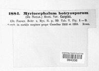 Cheirospora botryospora image